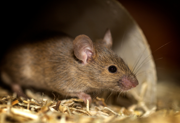 Foto Jenis Tikus