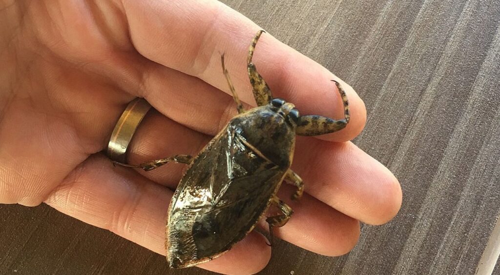 giant water bug