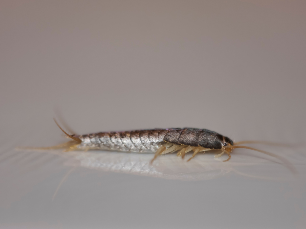 kutu air, silverfish