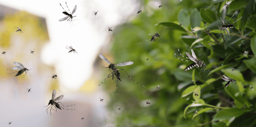 FOTO NYAMUK AEDES AEGYPTI