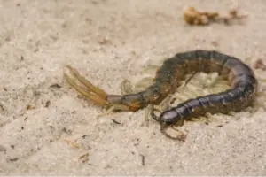 kelabang masuk rumah