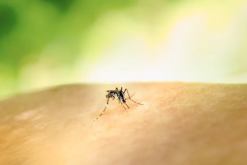 ciri-nyamuk-aedes-aegypti