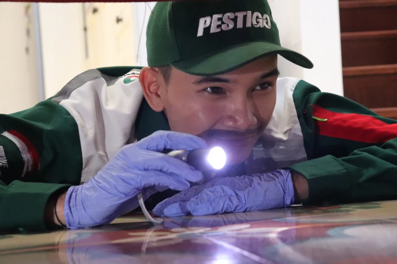 jasa pembasmi kecoa