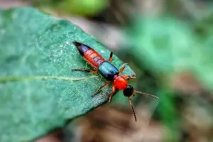 jenis-tomcat-berbahaya