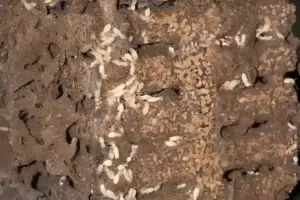 jasa-anti-rayap-medan