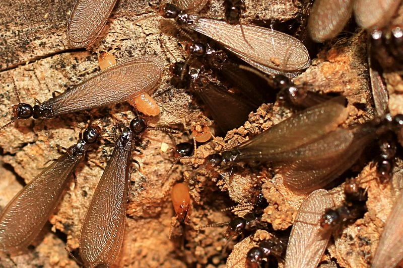 laron-rayap-apakah-sama