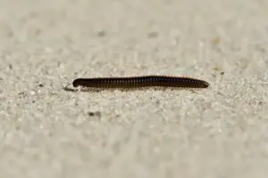 kaki-seribu-masuk-rumah