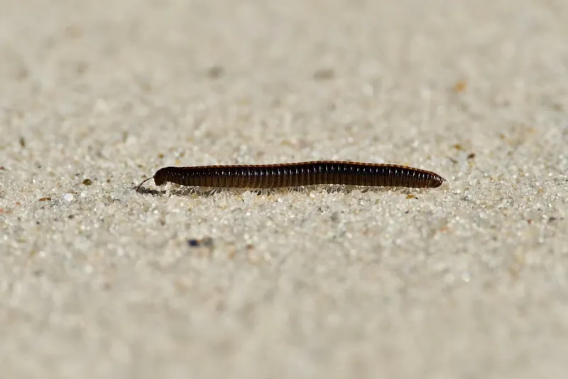 kaki-seribu-masuk-rumah