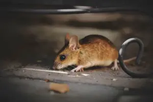 tikus-vs-curut